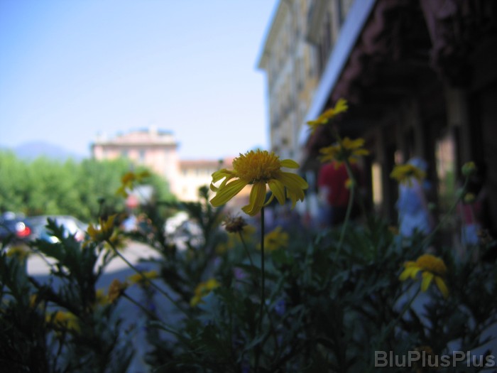 Click for the original image