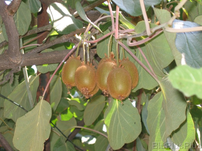 Click for the original image