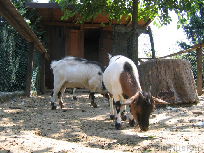 Click for the original image