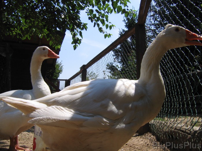 Click for the original image